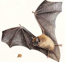 flying bat