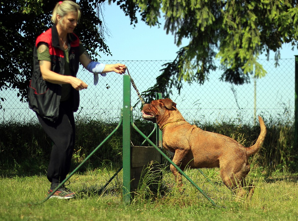 woman training a dog