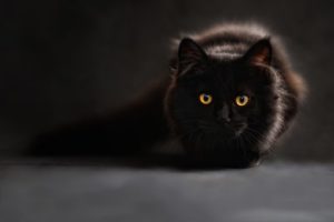 black cat